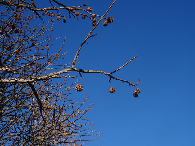 Liquidambar styraciflua - Altingiaceae